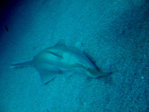 L'Oceanogràfic Center.